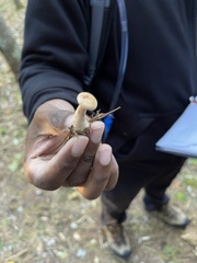 Lactarius chrysorrheus
