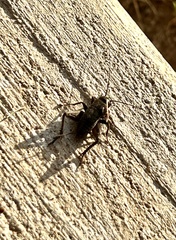 Neonemobius mormonius