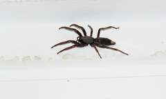 Lampona cylindrata