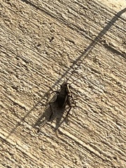 Neonemobius mormonius