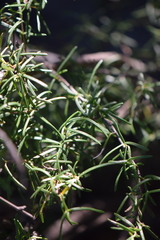 Fendlera linearis