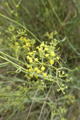 Bupleurum fruticescens