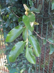 Ficus pumila