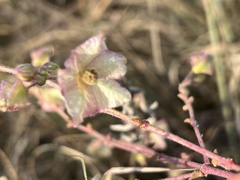 Mirabilis