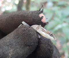 Anolis rodriguezii