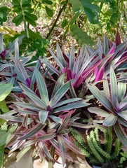 Tradescantia spathacea