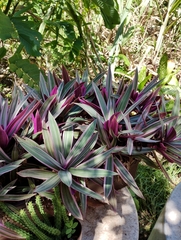 Tradescantia spathacea