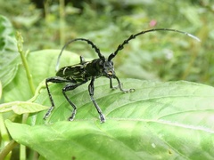 Platyarthron semivittatum