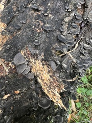 Resupinatus alboniger