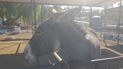 Equus asinus × caballus