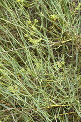 Bupleurum fruticescens