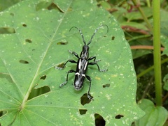 Platyarthron semivittatum