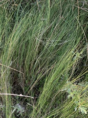 Sporobolus pumilus