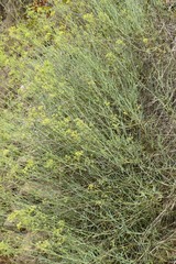 Bupleurum fruticescens