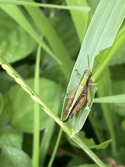 Orphulella