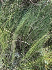 Sporobolus pumilus