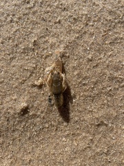Faxonius propinquus