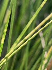 Sporobolus pumilus