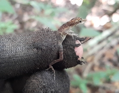 Anolis rodriguezii