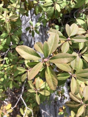 Rhododendron columbianum