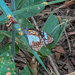 Danaus affinis