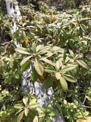 Rhododendron columbianum