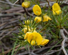 Gompholobium grandiflorum