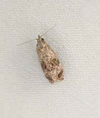 Cochylina