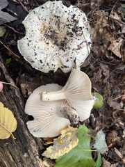 Tricholoma columbetta