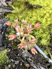 Crassula decumbens