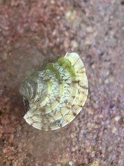 Chione elevata