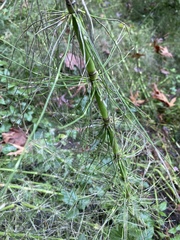 Equisetum