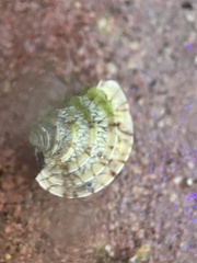 Chione elevata