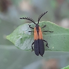 Lycinae