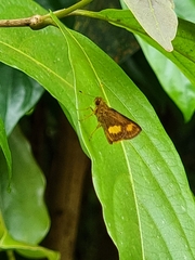 Oriens paragola