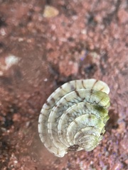 Chione elevata