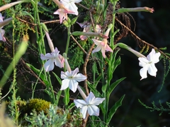 Nicotiana alata