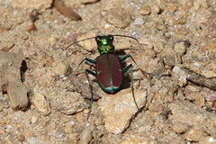 Cicindela splendida
