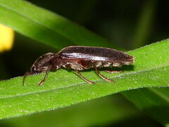 Hemicrepidius nemnonius