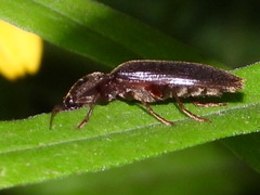 Hemicrepidius nemnonius