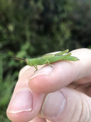 Stenacris vitreipennis
