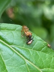 Emertonella taczanowskii