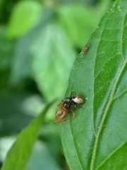 Emertonella taczanowskii