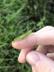 Stenacris vitreipennis