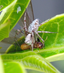 Oxyopes variabilis