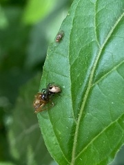 Emertonella taczanowskii