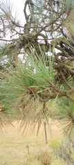 Pinus hartwegii