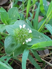 Richardia brasiliensis