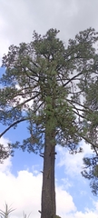 Pinus hartwegii