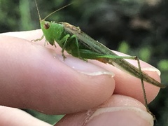 Conocephalus cinereus